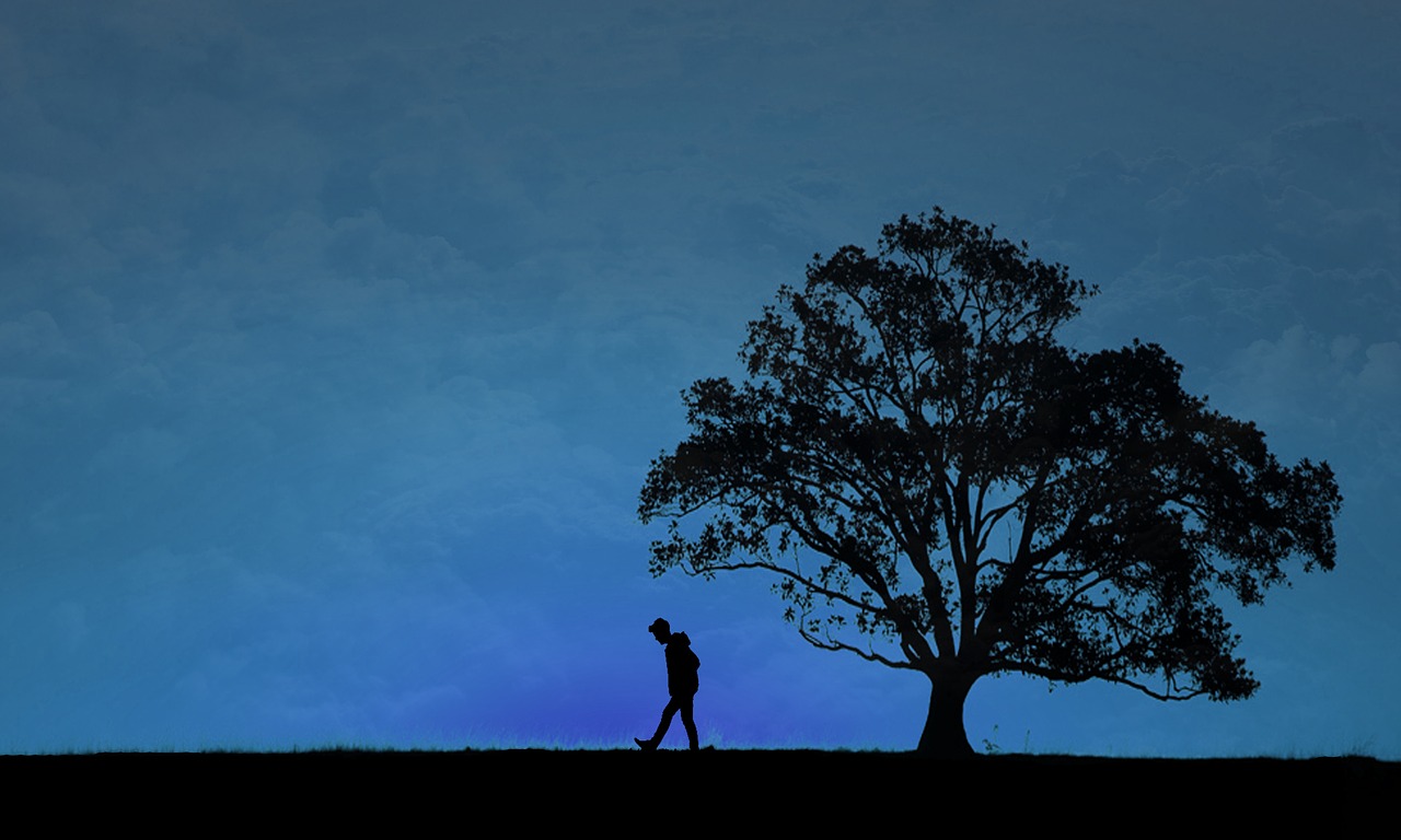 silhouette  blue  the tree free photo