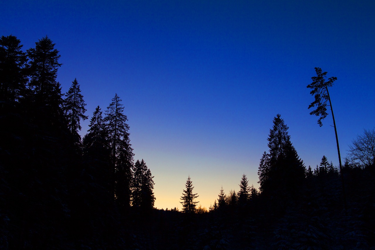 silhouette  forest  trees free photo