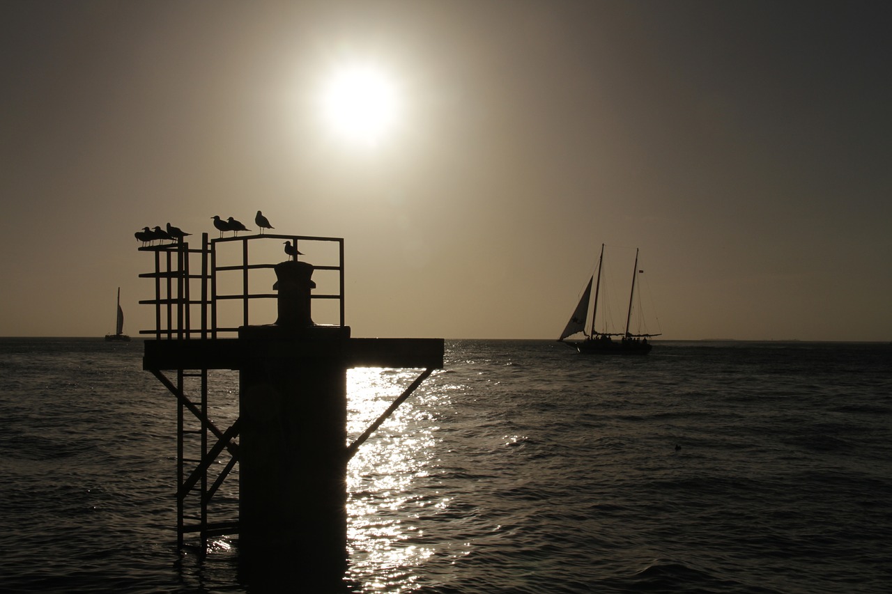 silhouette  sunset  birds free photo