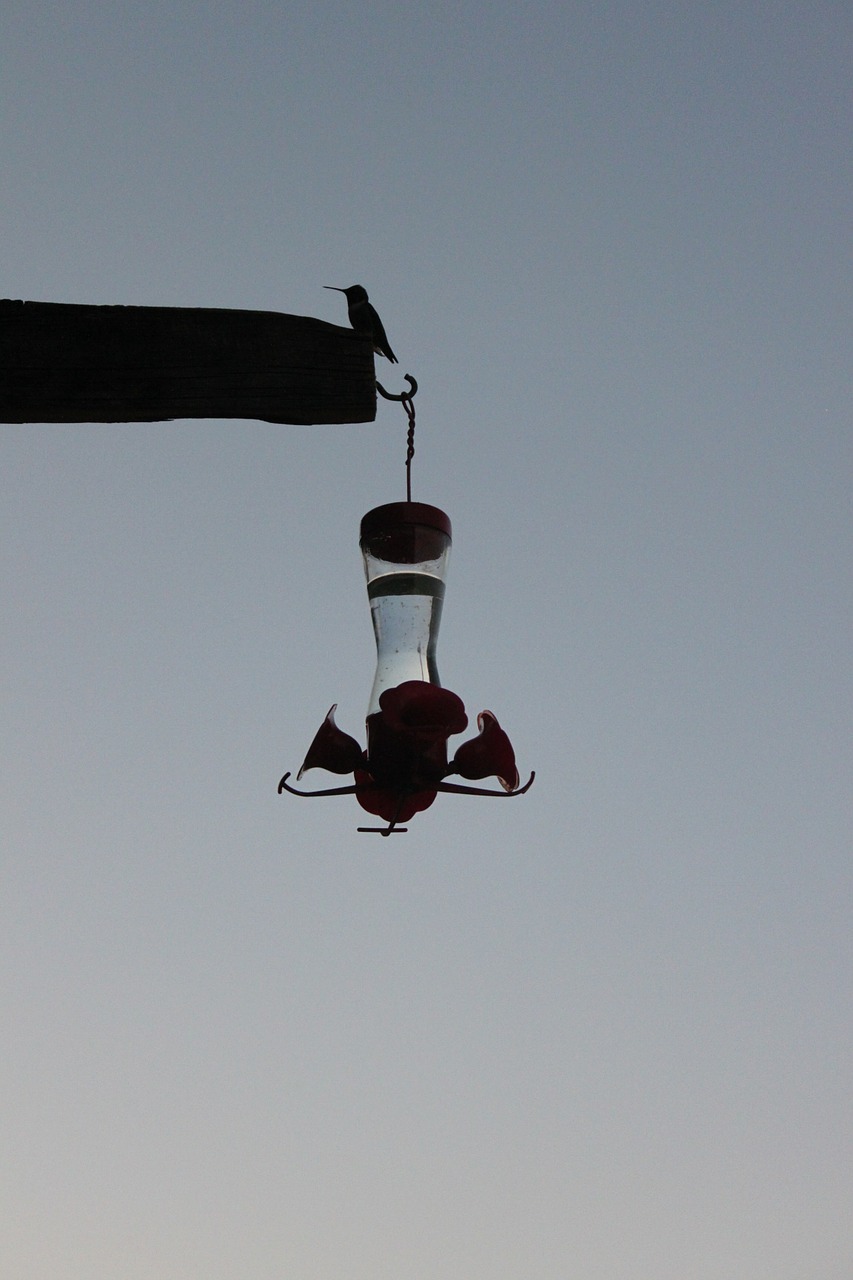silhouette dusk hummingbird free photo