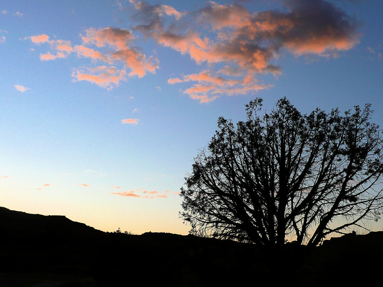 silhouette landscape tree free photo