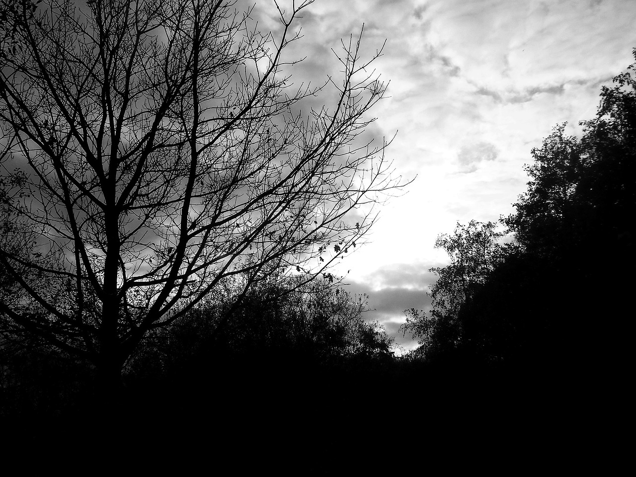 silhouette trees black and white free photo