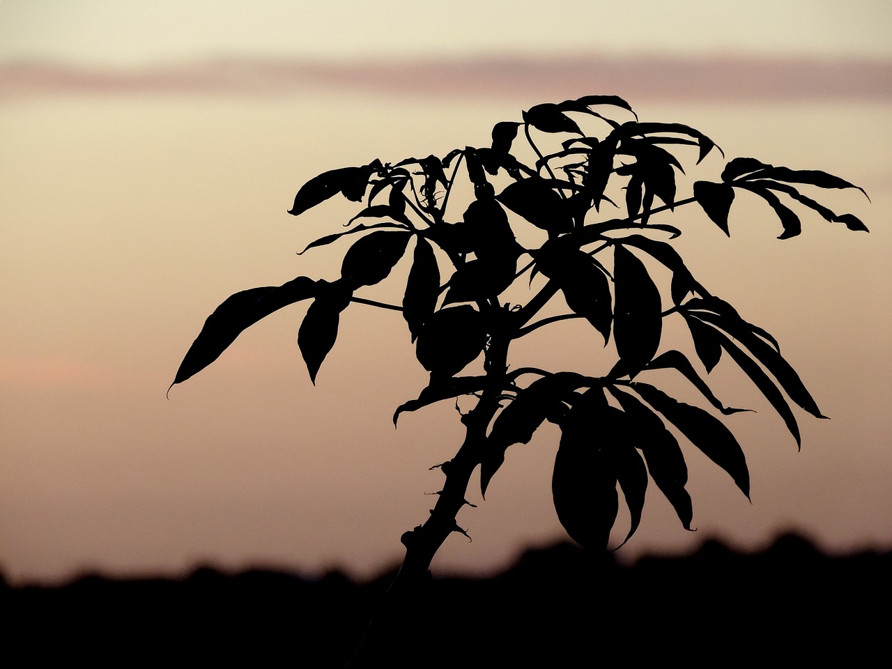 silhouette shadow eventide free photo