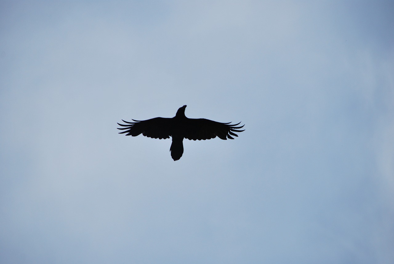 silhouette bird crow free photo