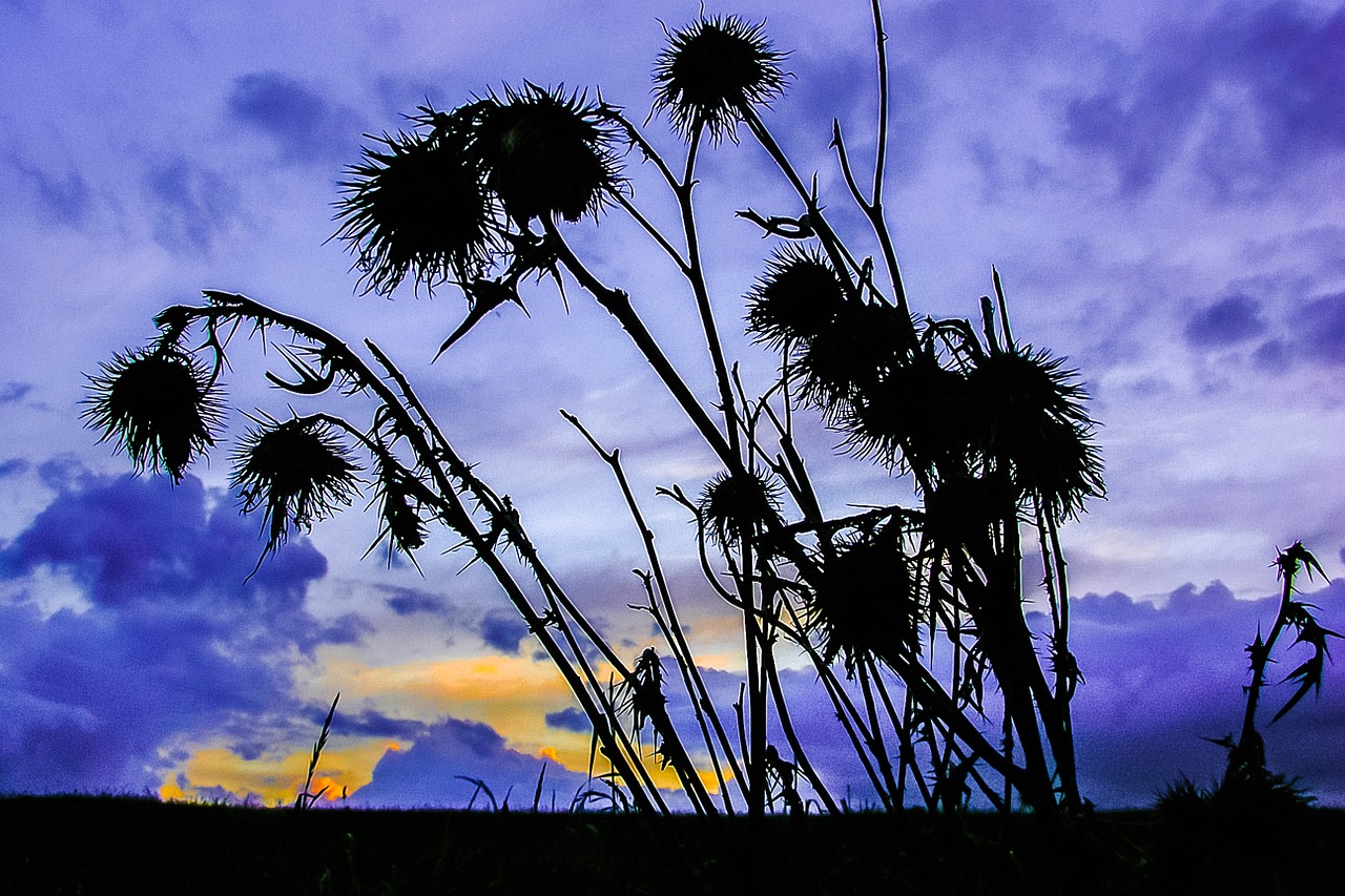 silhouette sunset priroda free photo