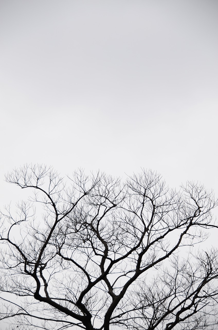 silhouette tree gray free photo