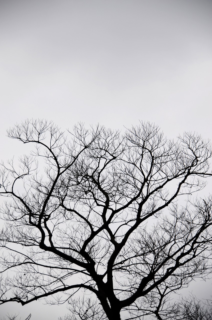 silhouette tree gray free photo