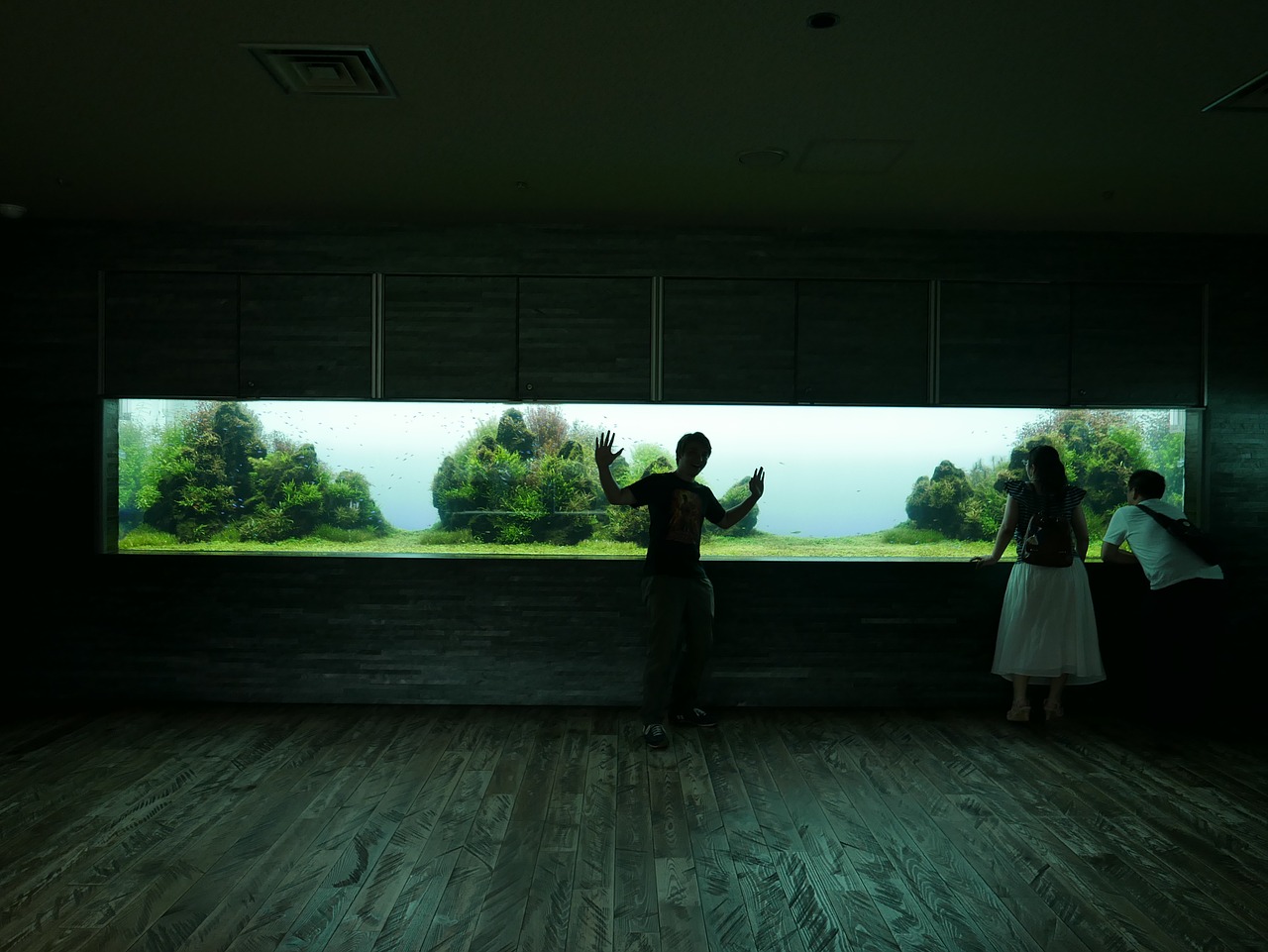 silhouette fish tank tokyo free photo