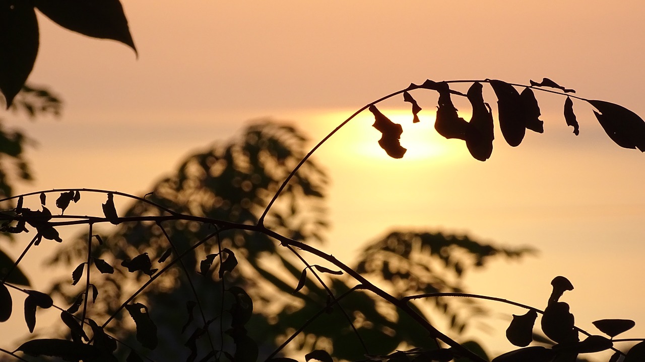 silhouette sunset sea free photo