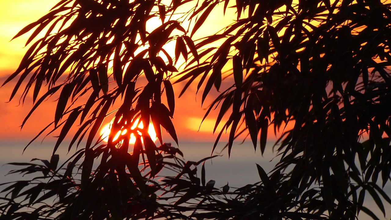 silhouette sunset sea free photo