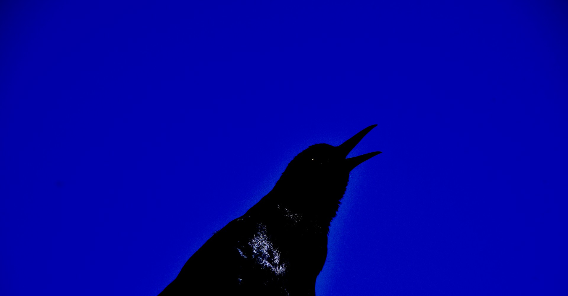 black bird singing blue free photo