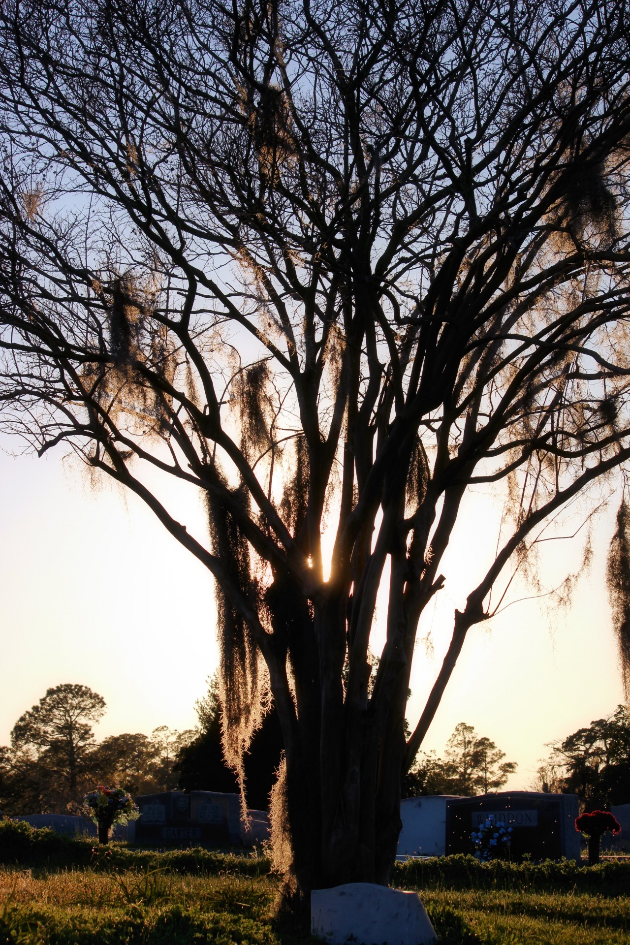 silhouette tree cemetery free photo