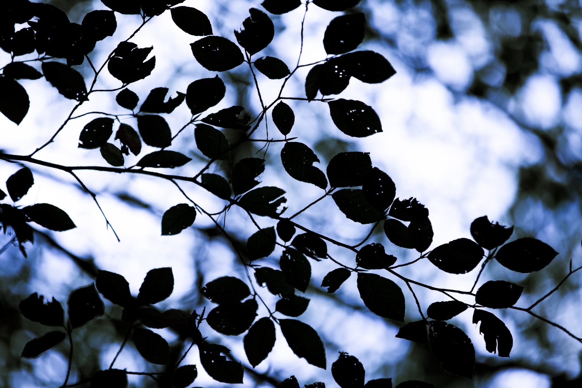 autumn leaf leaves free photo