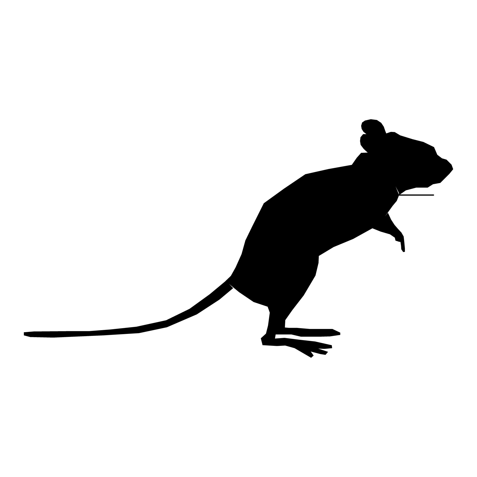 rat animal isolated free photo