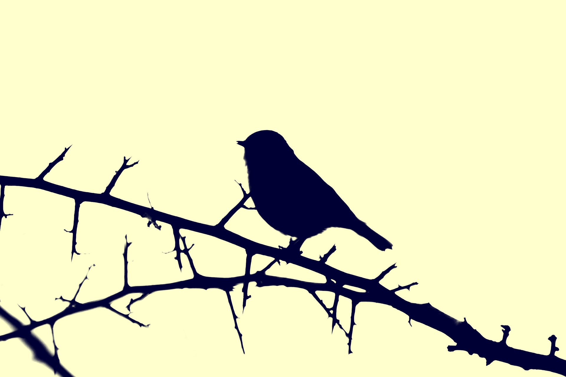 bird sparrow wallpaper free photo