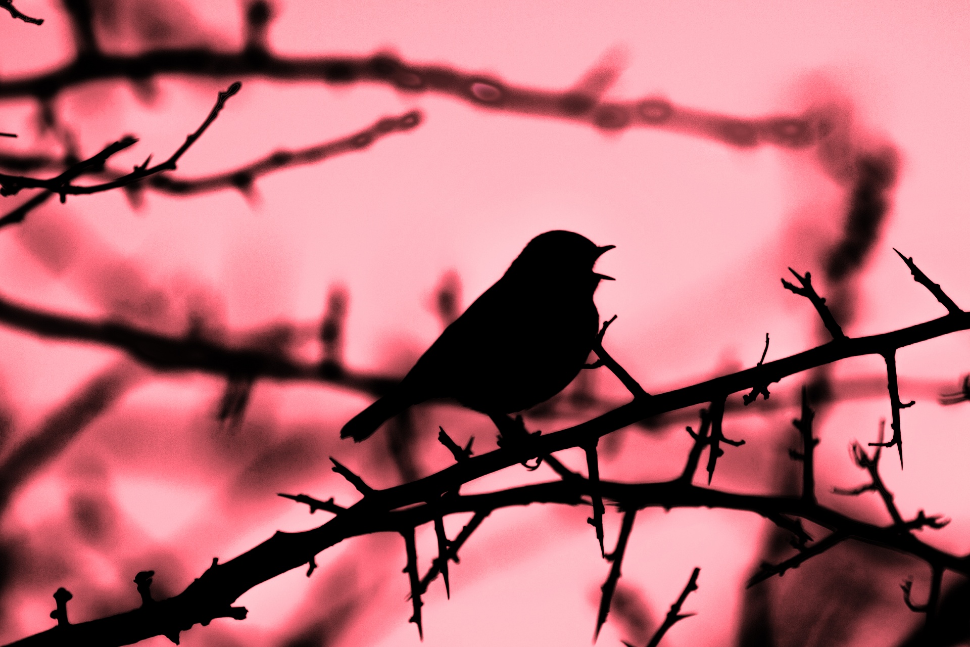 bird sparrow wallpaper free photo
