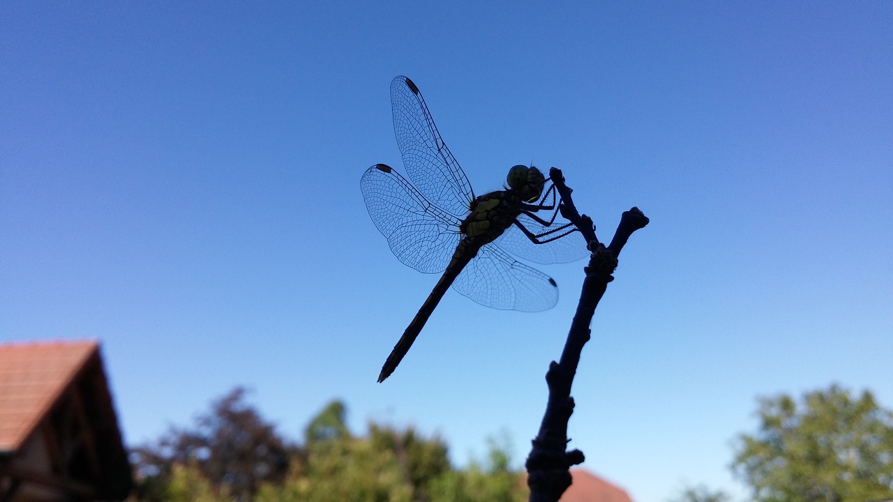 silhouette of a dragonfly against the light nature free photo