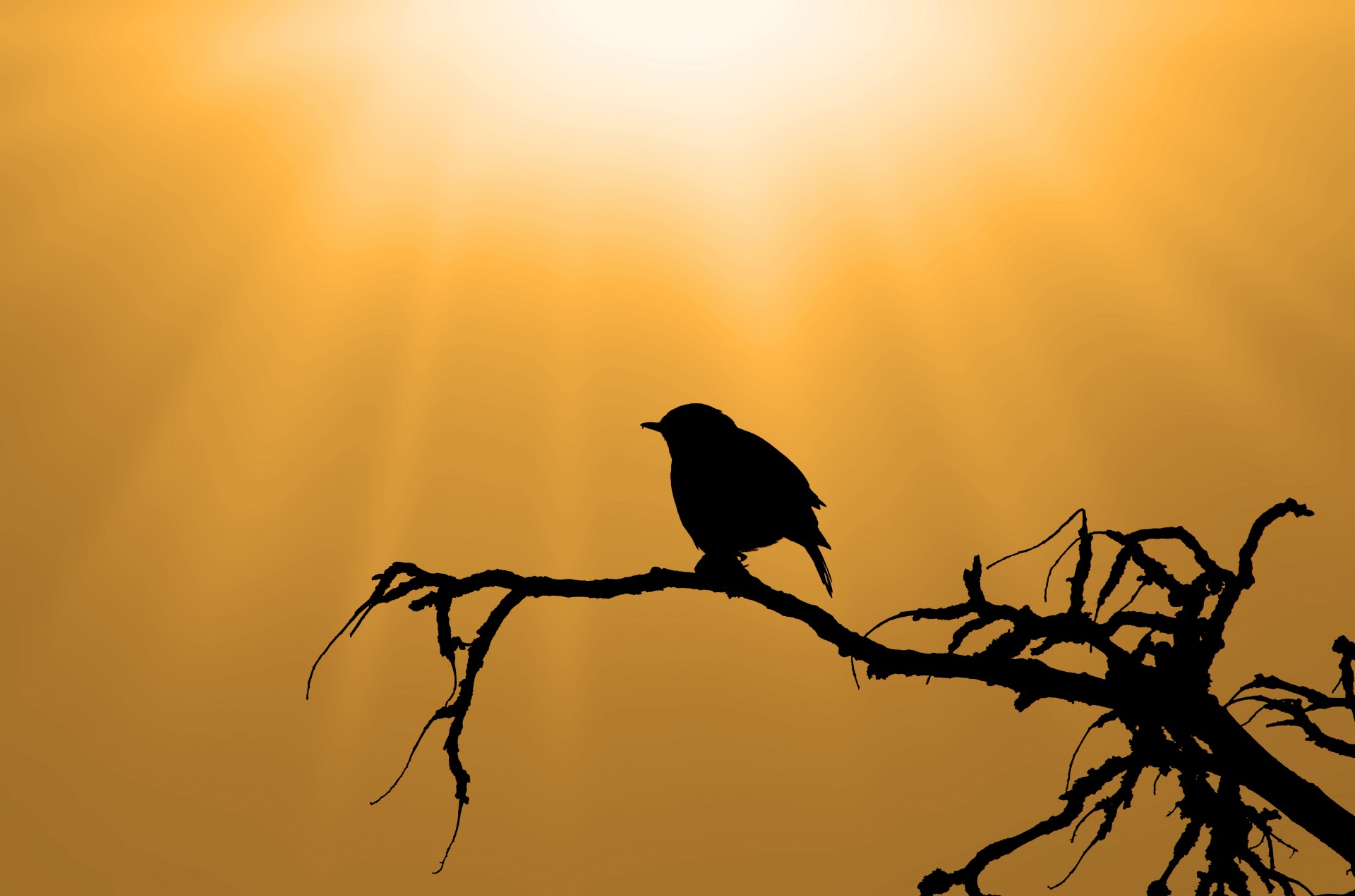 bird sparrow vector free photo