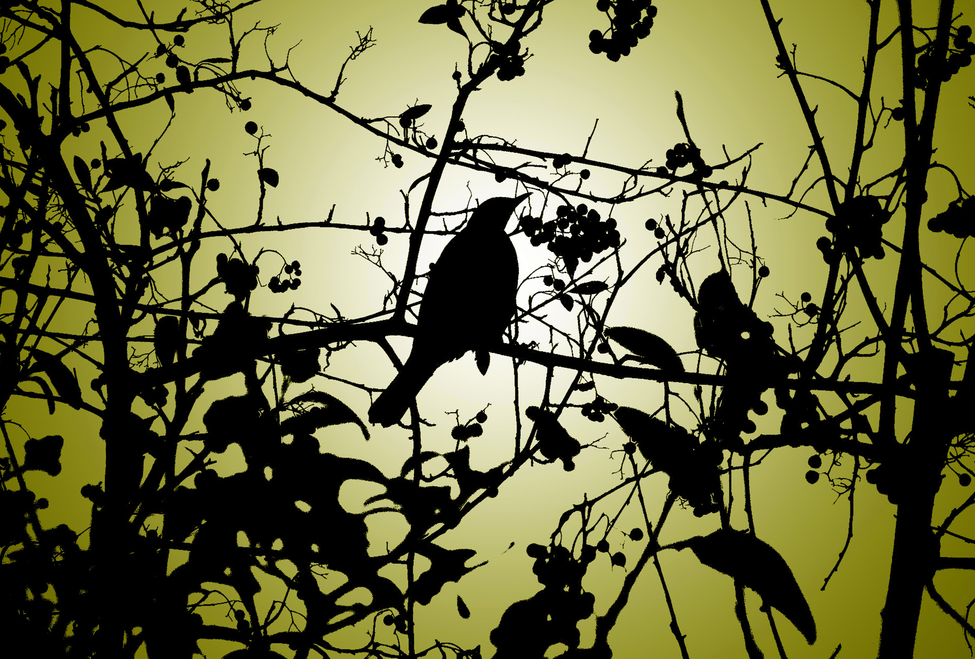 silhouette bird animals free photo