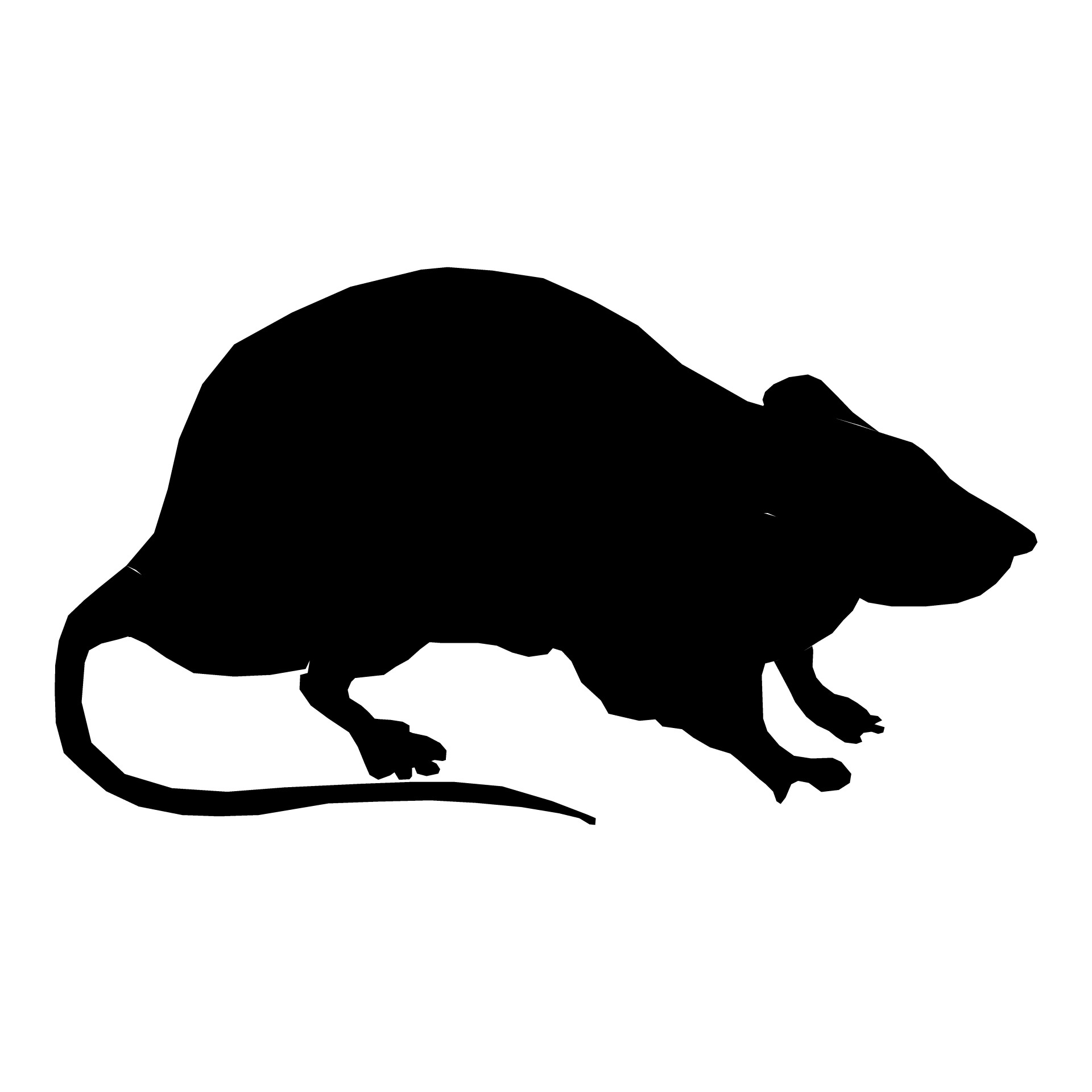 rat animal isolated free photo