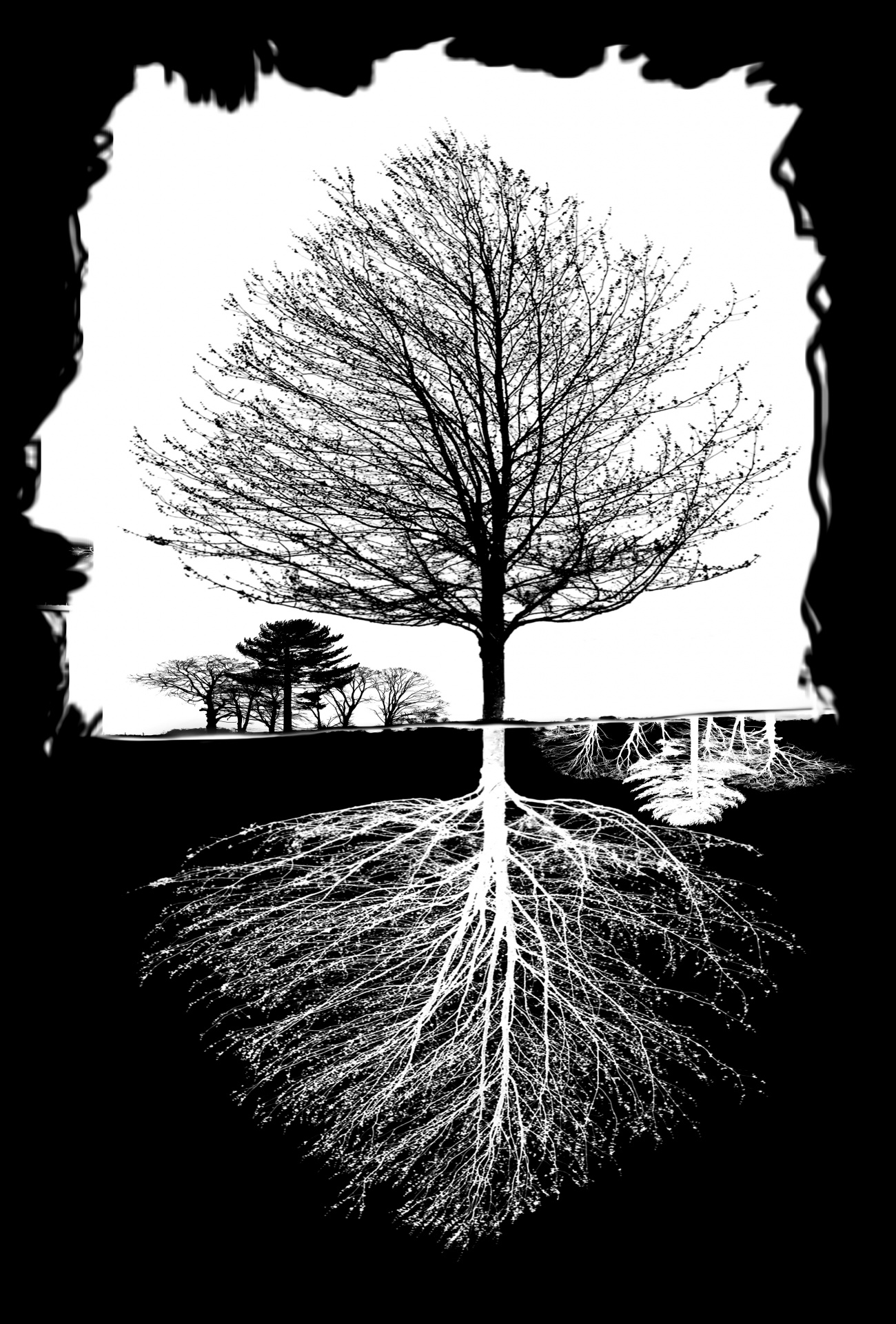 silhouette trees tree free photo