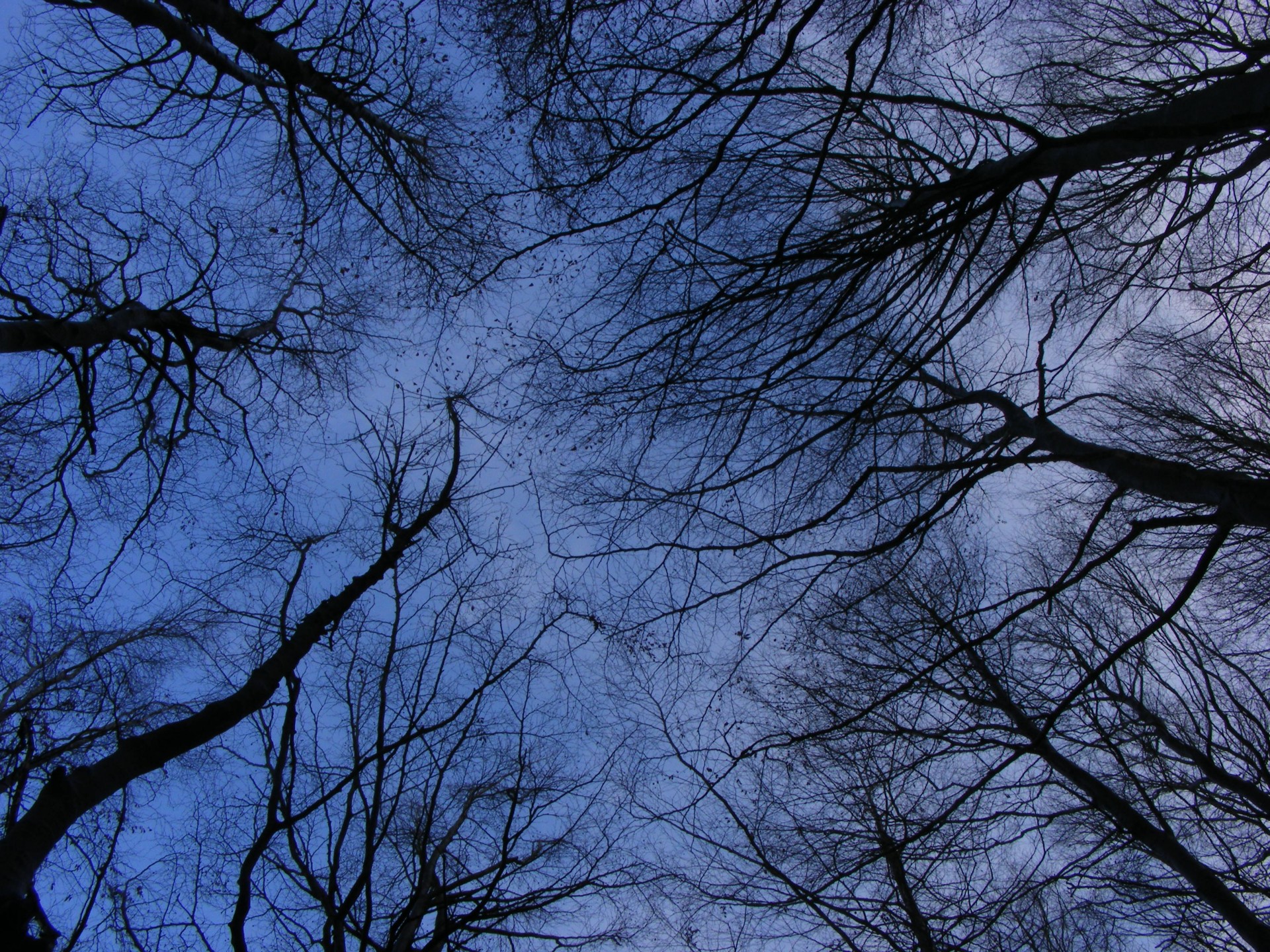 silhouette sky tree free photo