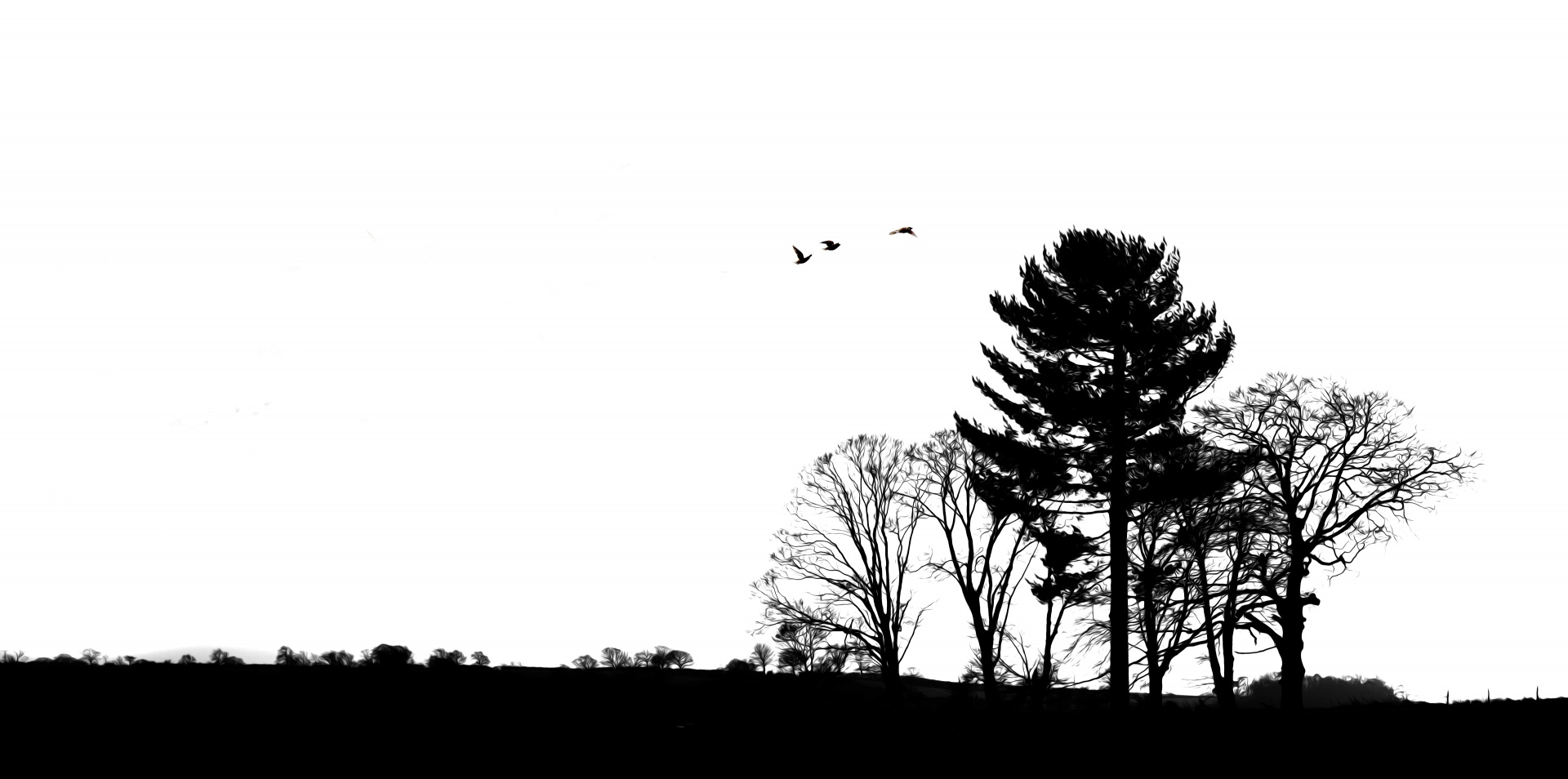 silhouette trees tree free photo