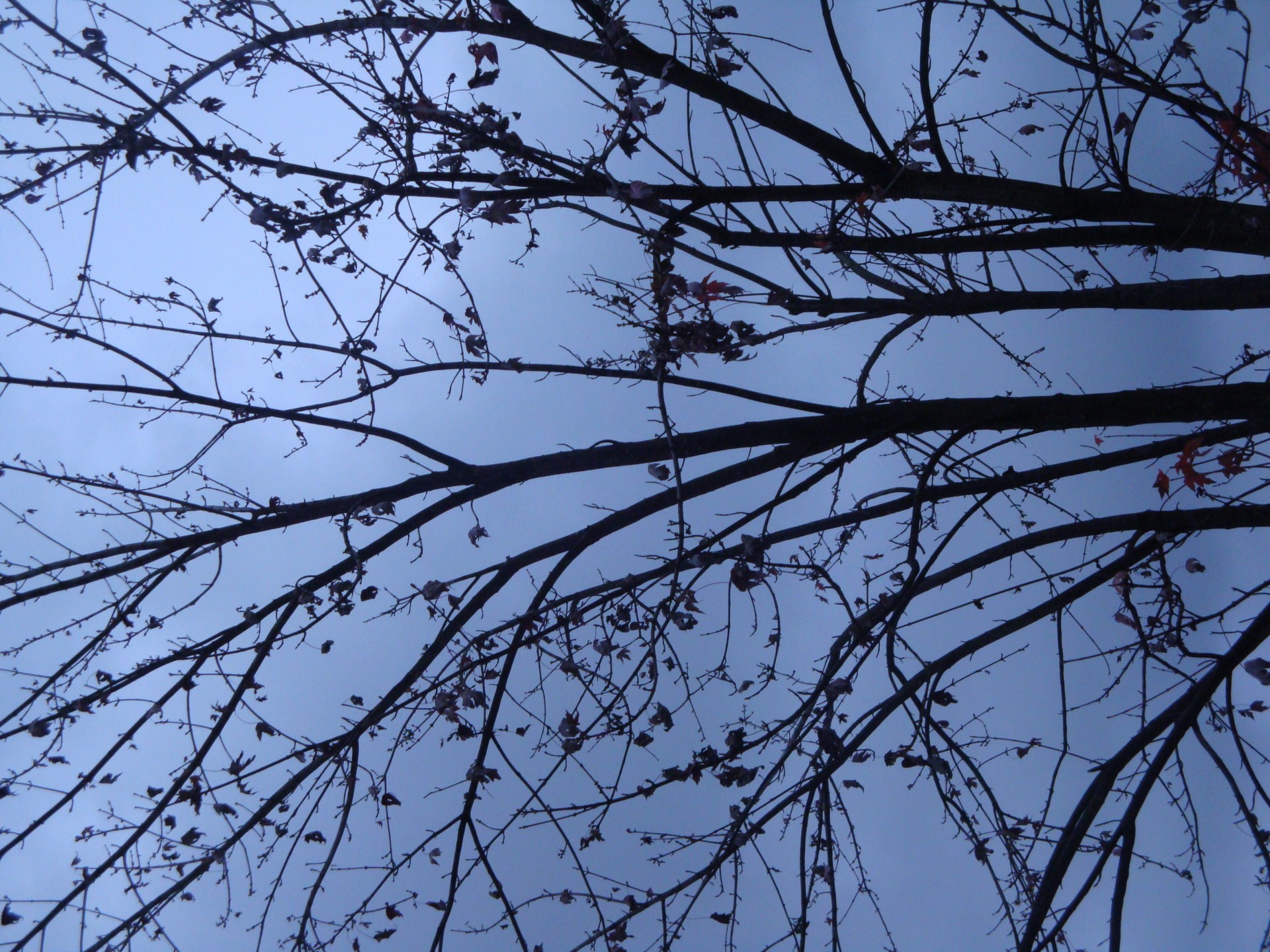 silhouette trees dark free photo