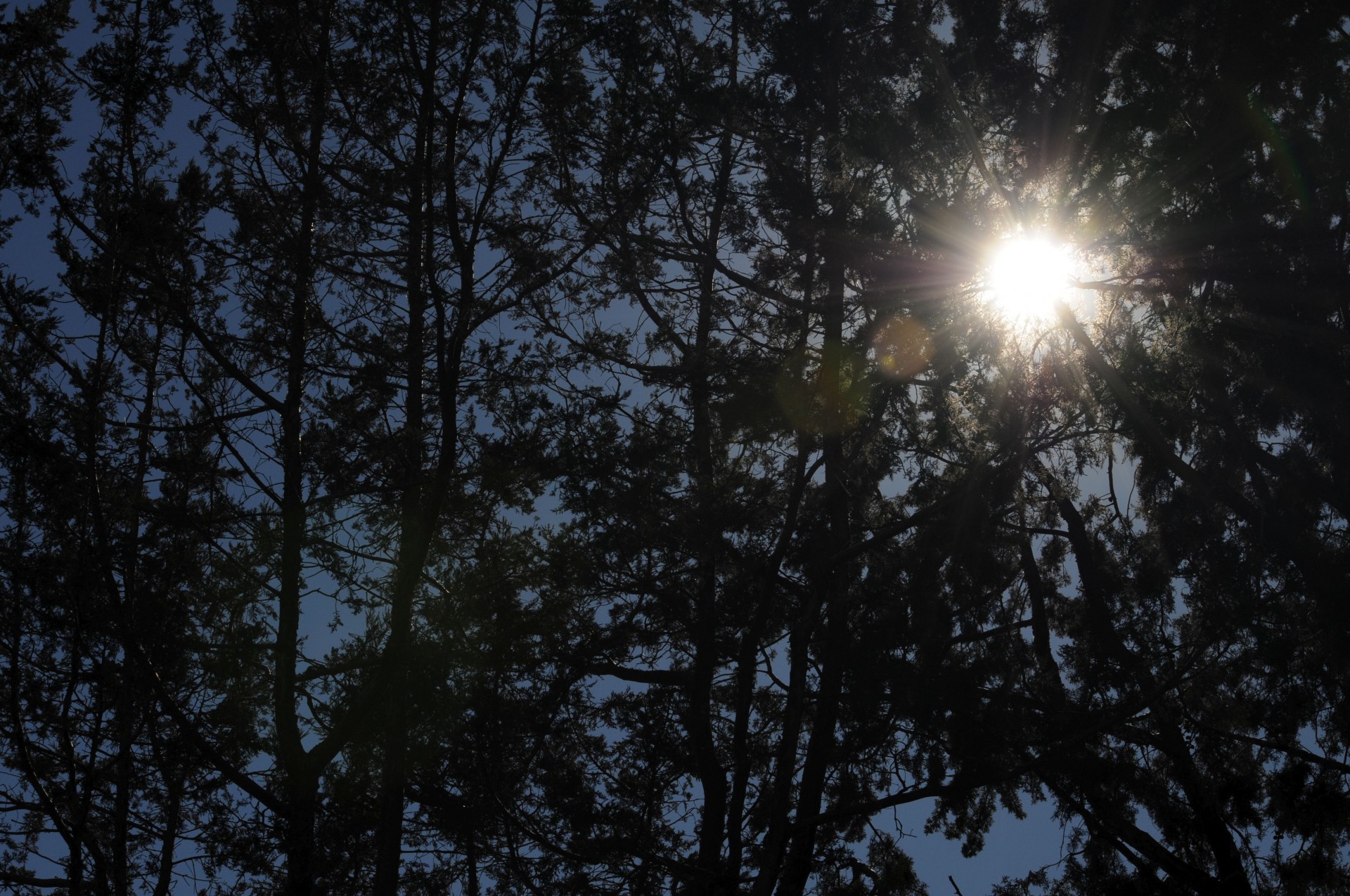 trees silhouette silhouetted free photo