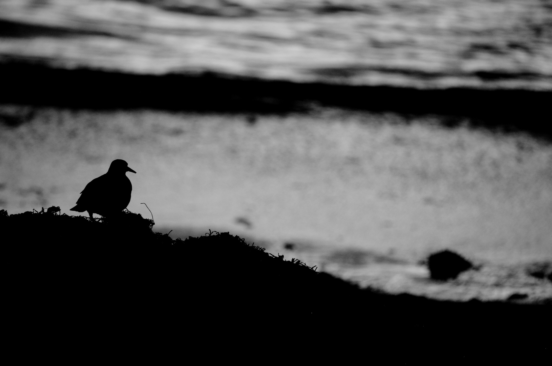 silhouette black white bird free photo