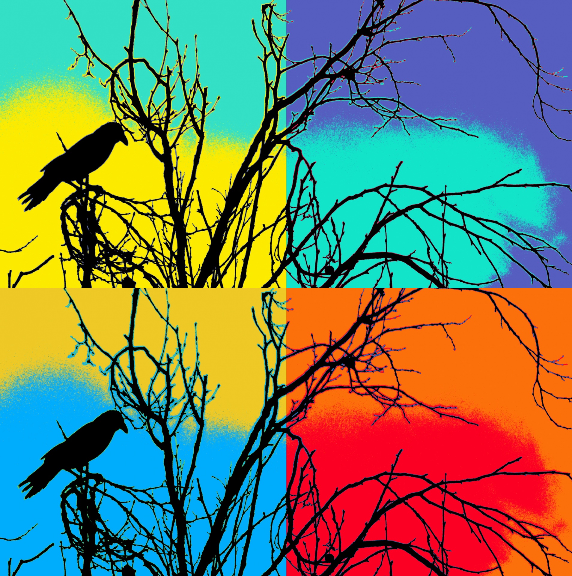 bird birds crow free photo