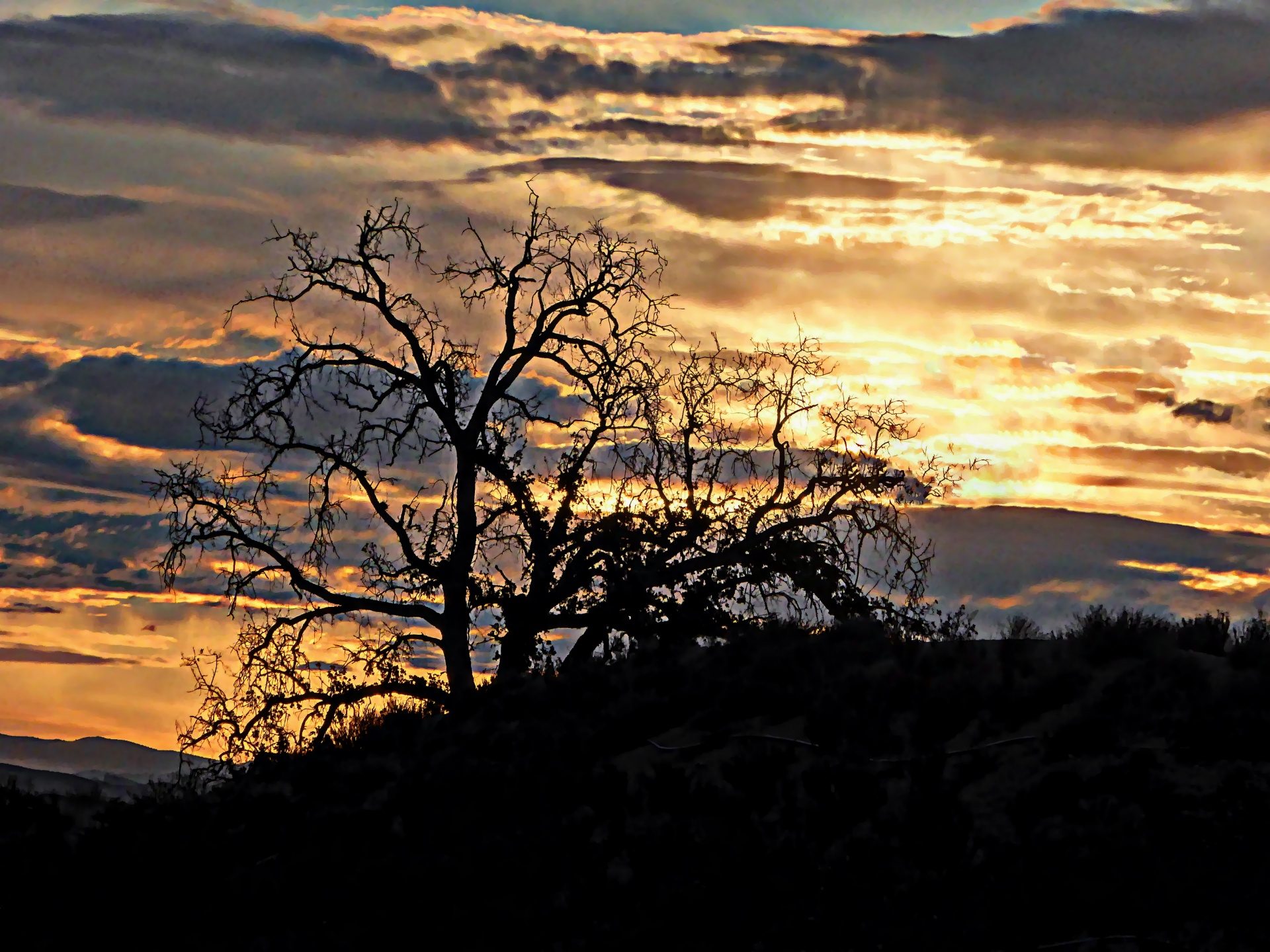 oak tree tree silhouetted free photo