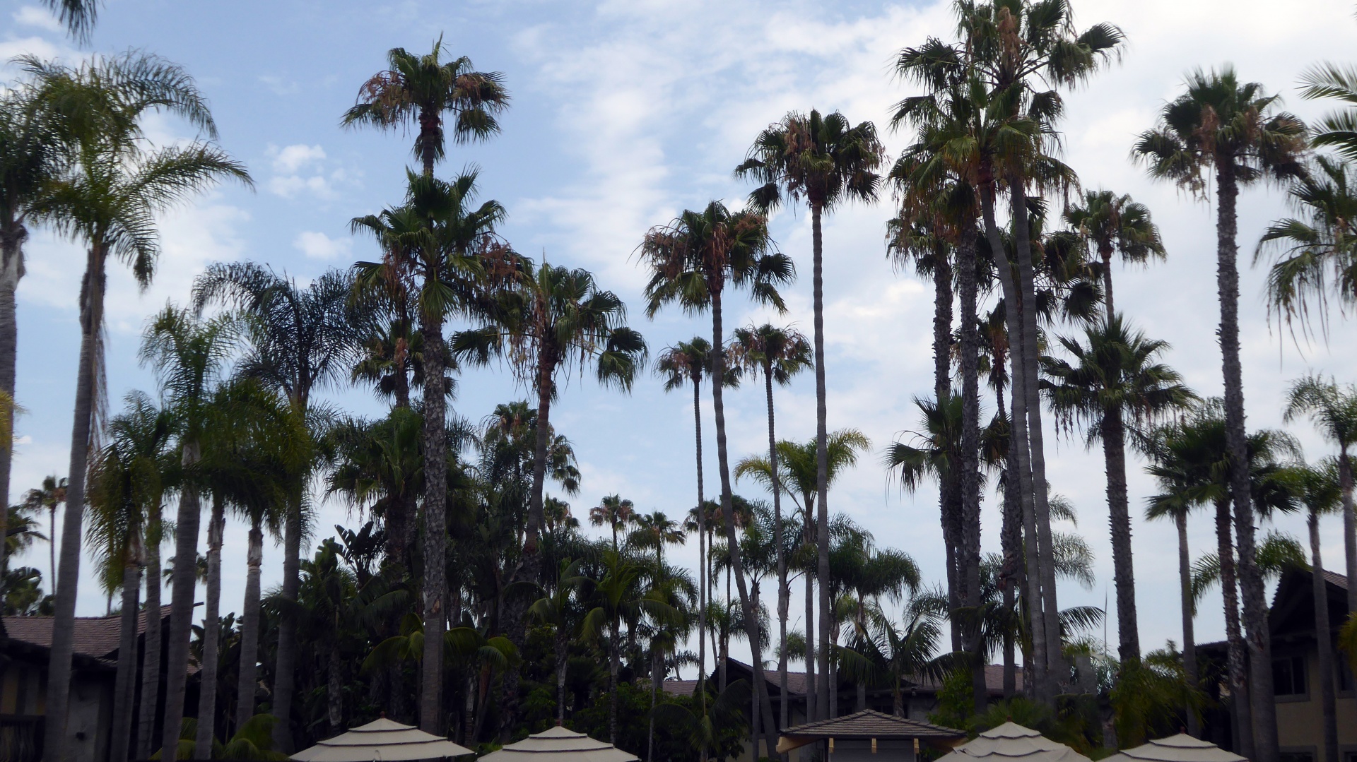 palm tree palm trees tropics free photo