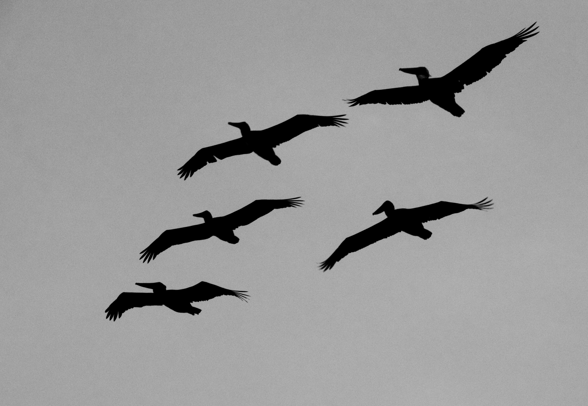 bird birds pelican free photo