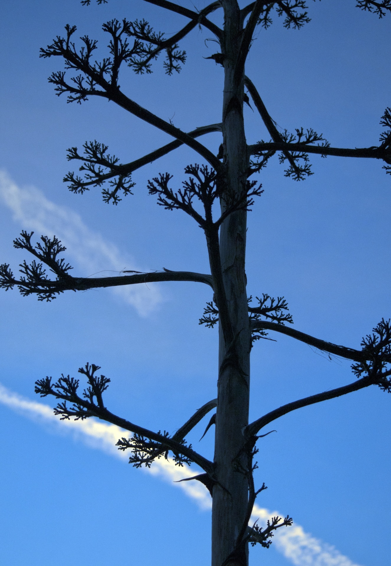 plant plants silhouette free photo