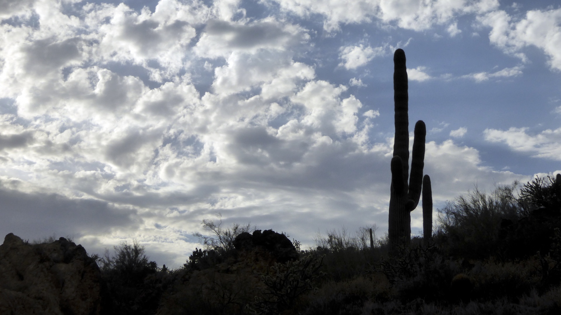 saguaro saguaros cacti free photo