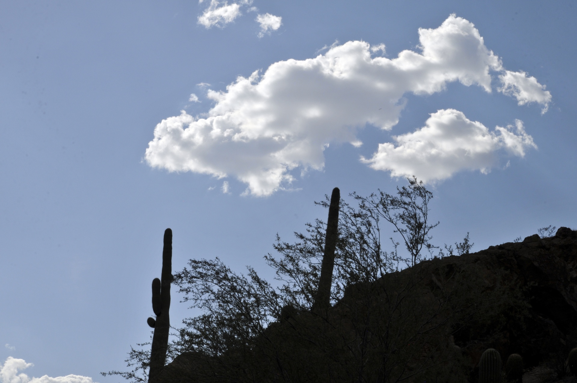 saguaro saguaros cacti free photo