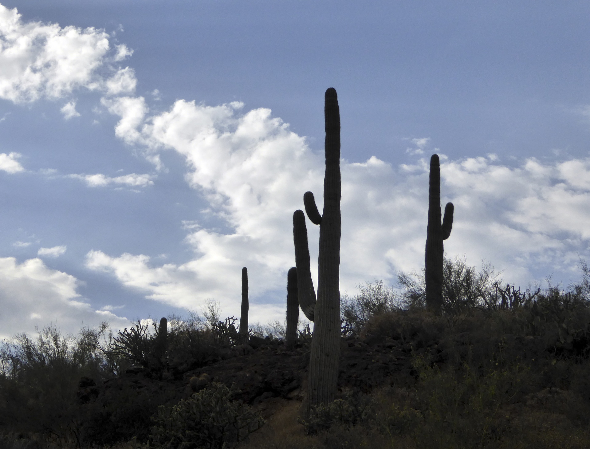 saguaro saguaros cacti free photo