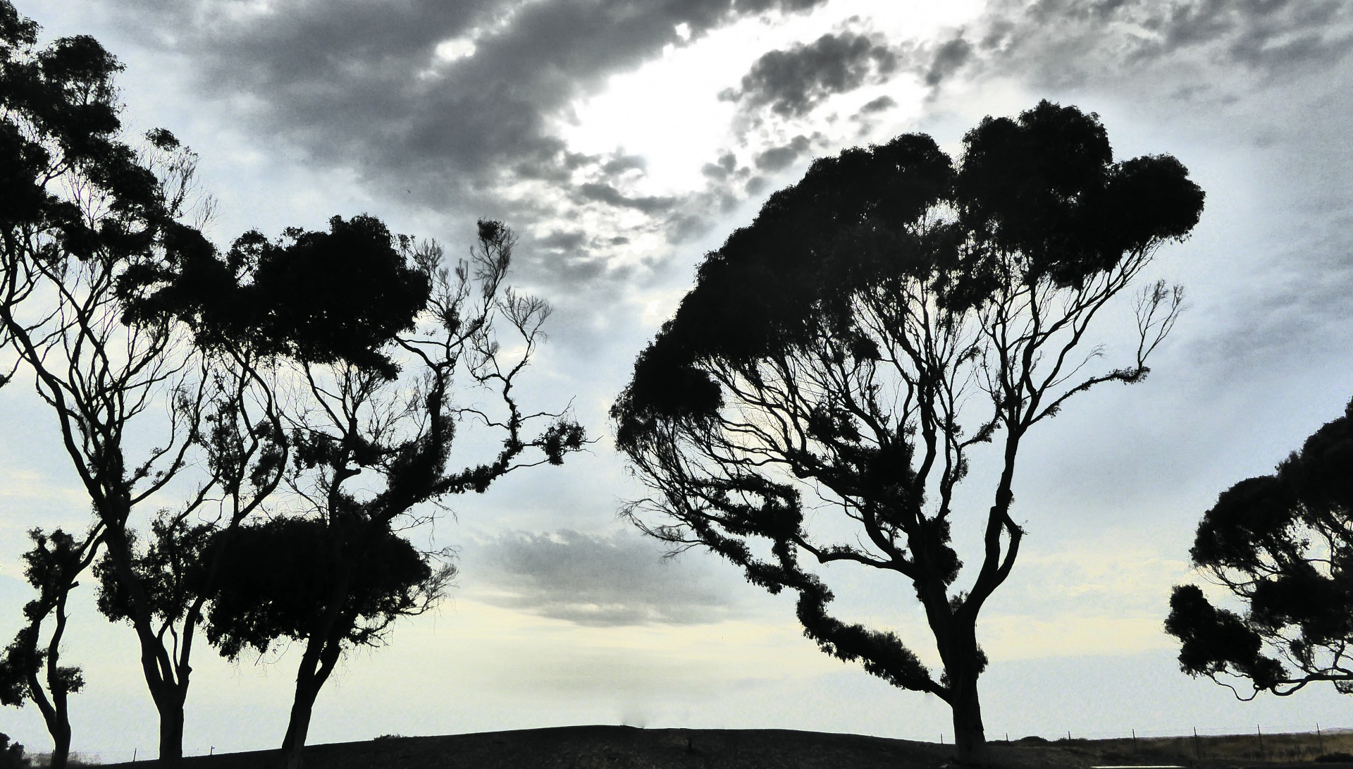 silhouette tree trees free photo