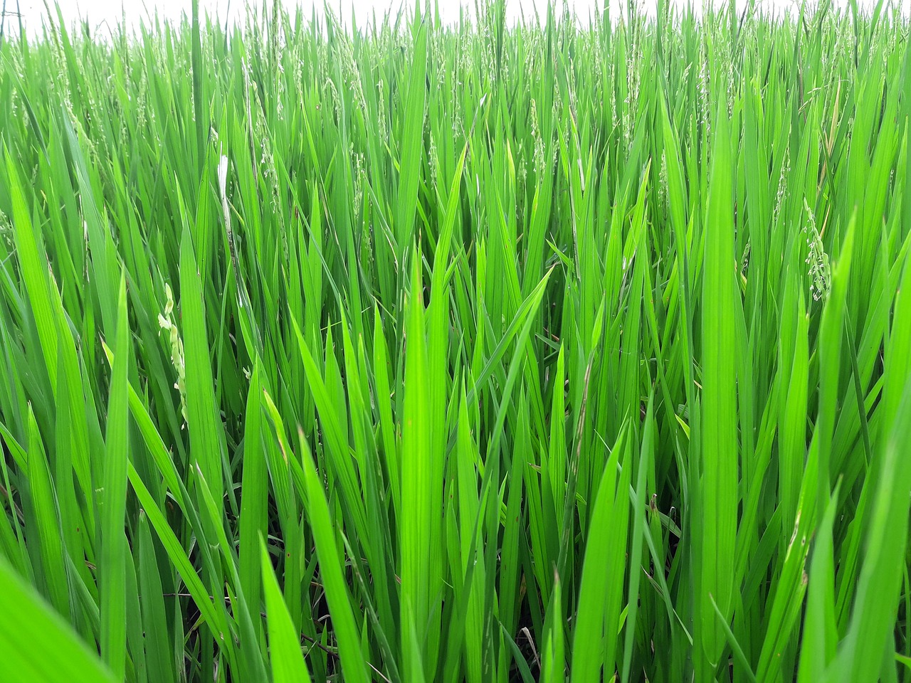 silk rice vietnam free photo