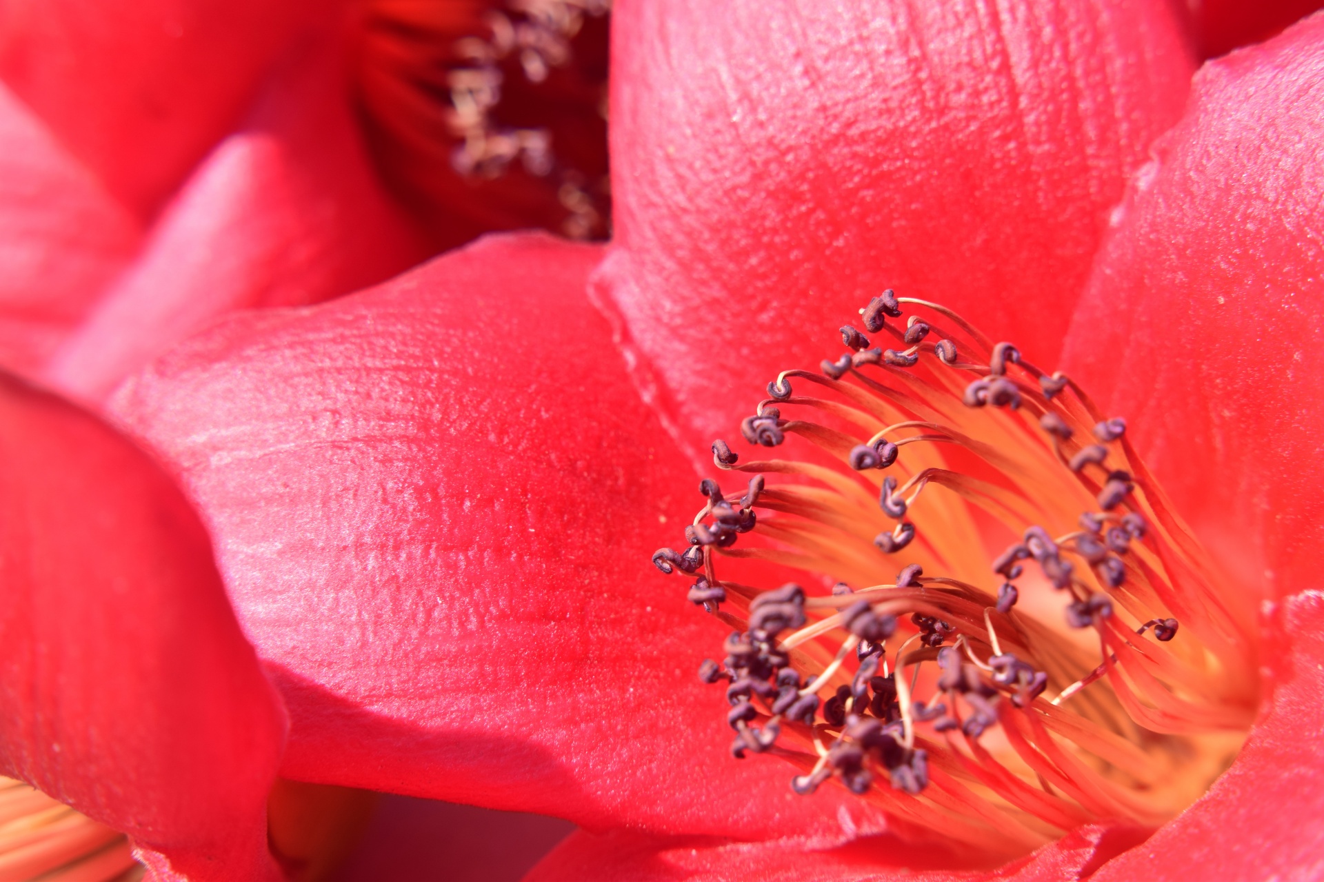 red silk flower free photo