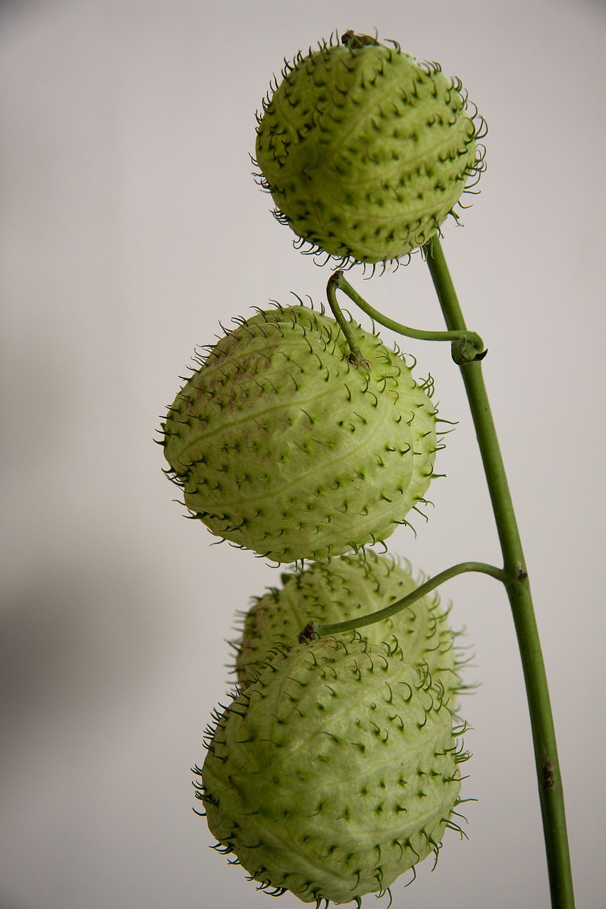 silk flower balloon plant papstei free photo