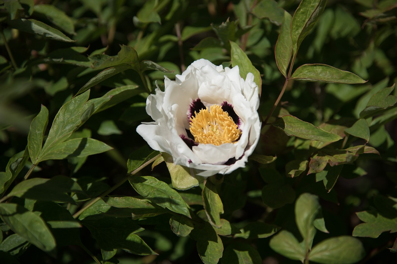 silk peony white flower free photo