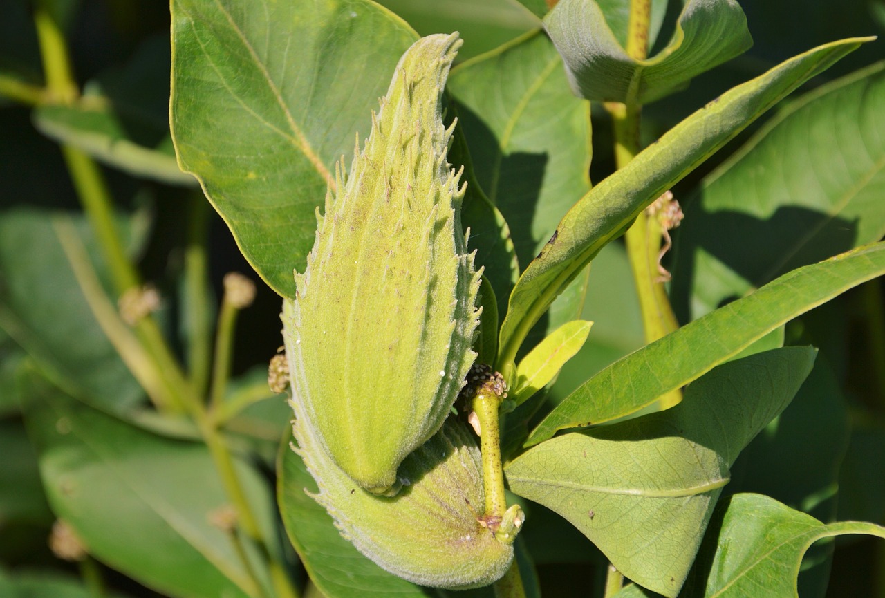 silk plant tubercular silk plant asclepias tuberosa free photo