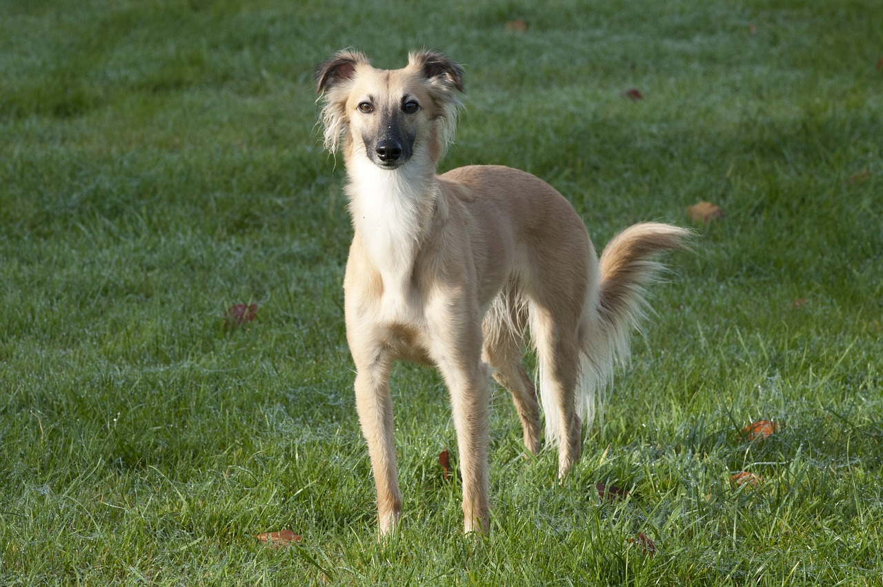 silken wind sprite longhaired whippet dog free photo