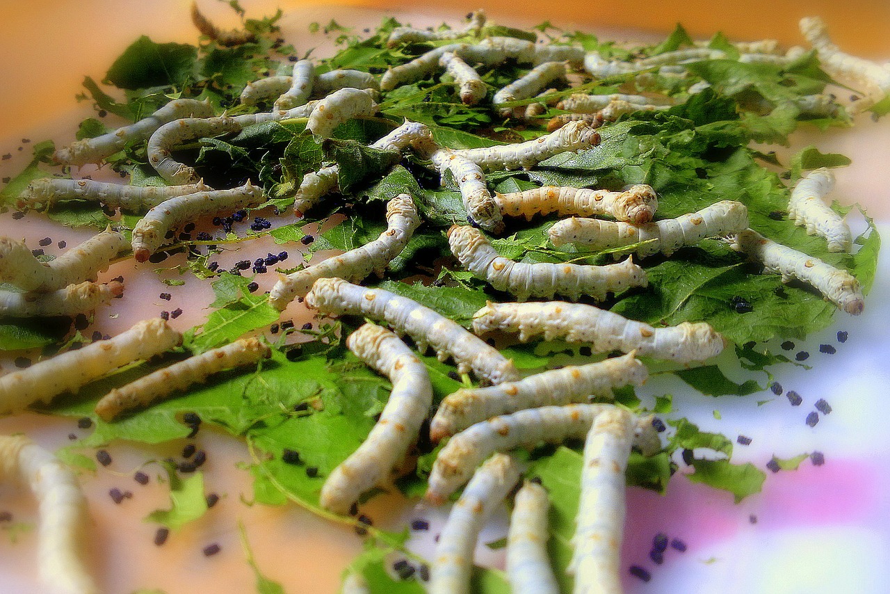 silkworm insects caterpillar free photo