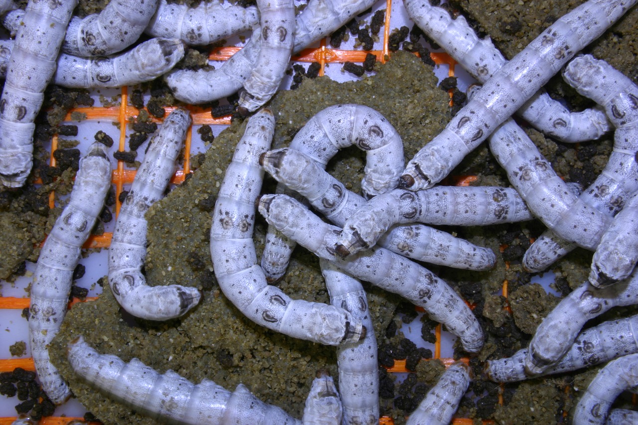 silkworm insect silk free photo
