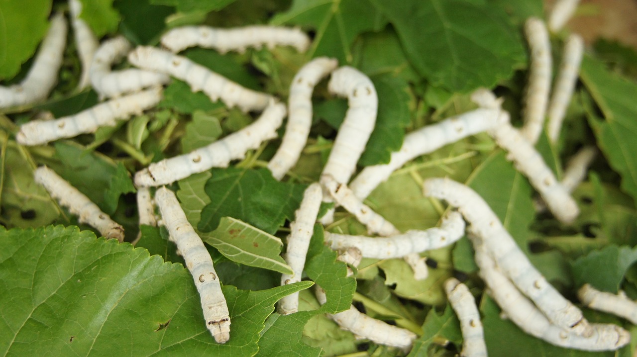 silkworm  summer share in  mulberry free photo