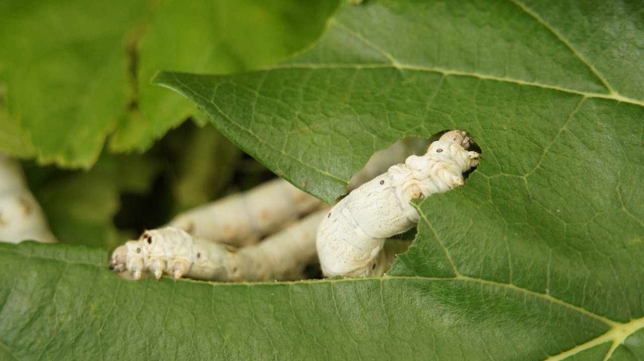 silkworm  summer share in  mulberry free photo