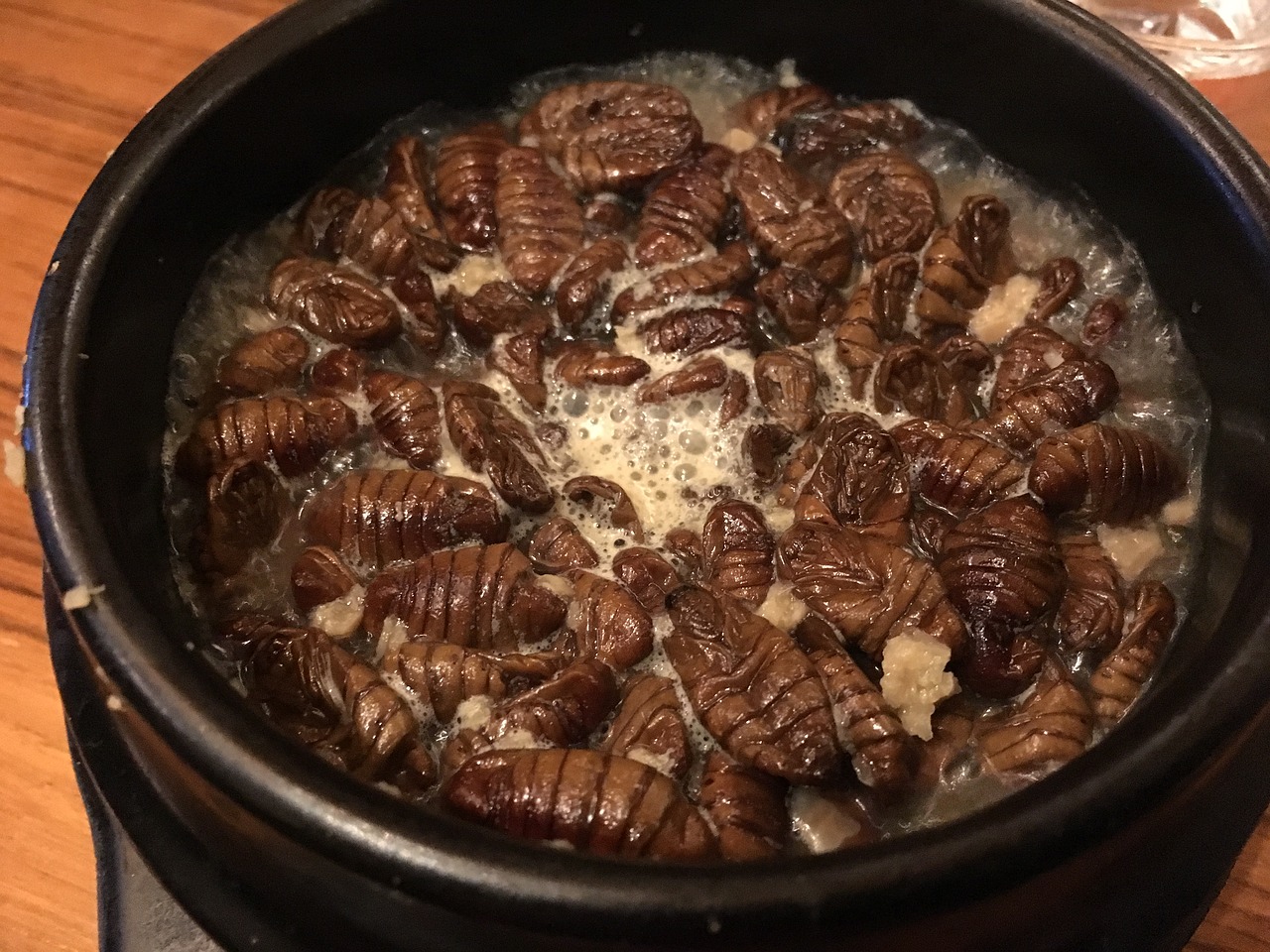 silkworms korean food insect free photo